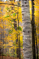 Autumn Birch - Valley Falls Park - Vernon, CT