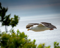 Soaring Gull - Block Island