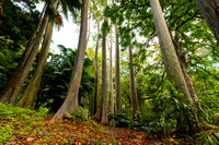 Rainbow Trees
