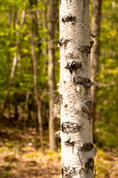 Birch Bark - Jesup Path