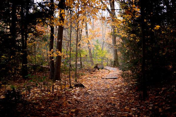 Enchanted Wood
